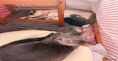 Ragdoll cats - Advert 9