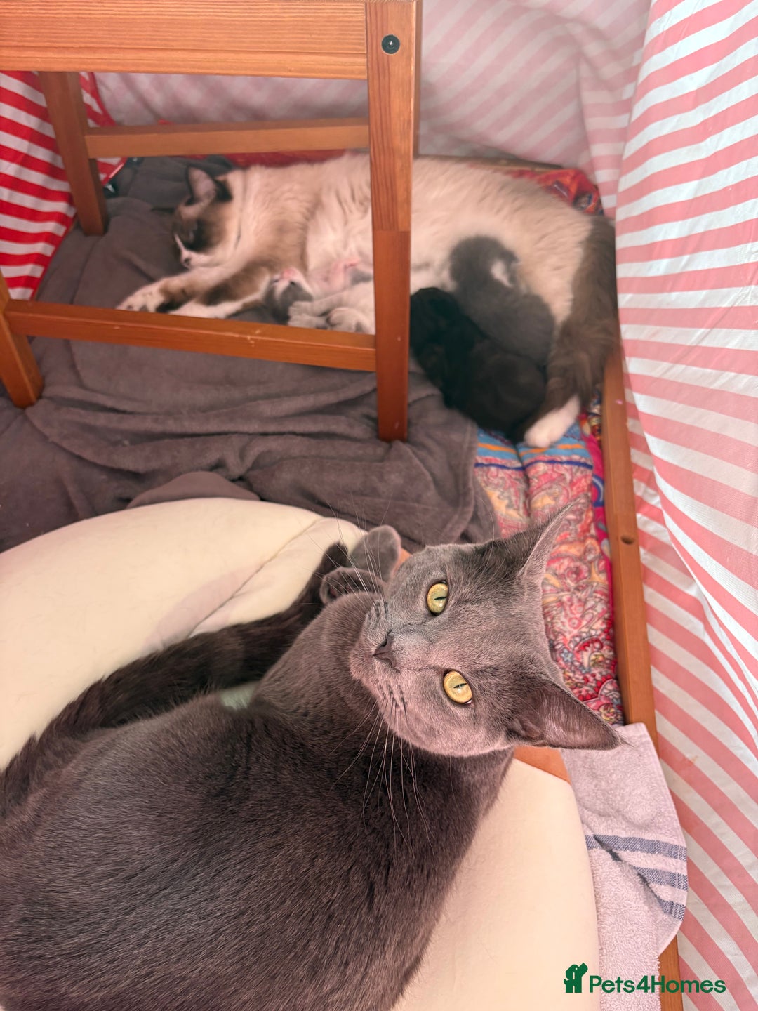 Ragdoll cats for sale: 🐾 Adorable Ragdoll x Maine Coon Kittens 🐾 - Image 2