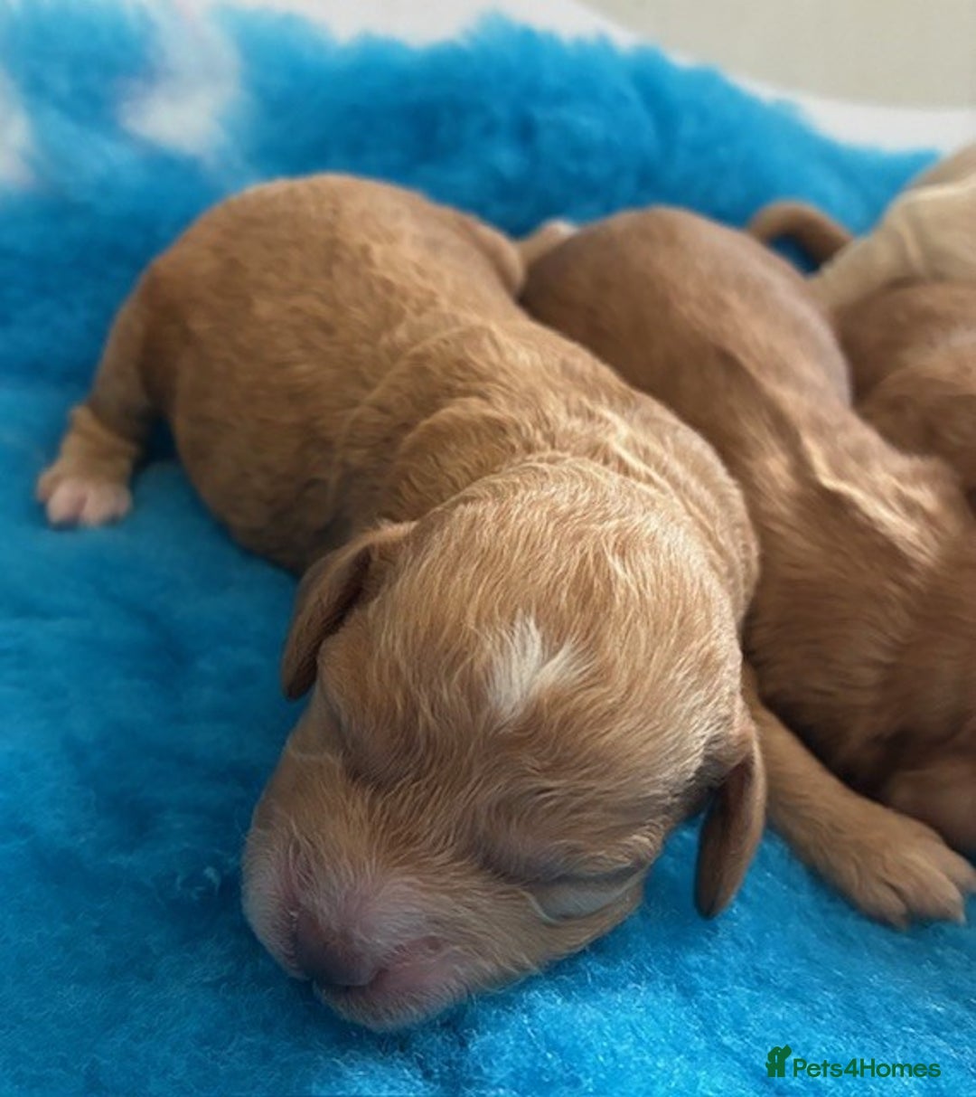 Cavapoo dogs for sale: ✨ Gorgeous Cavapoo puppies ✨ - Image 6