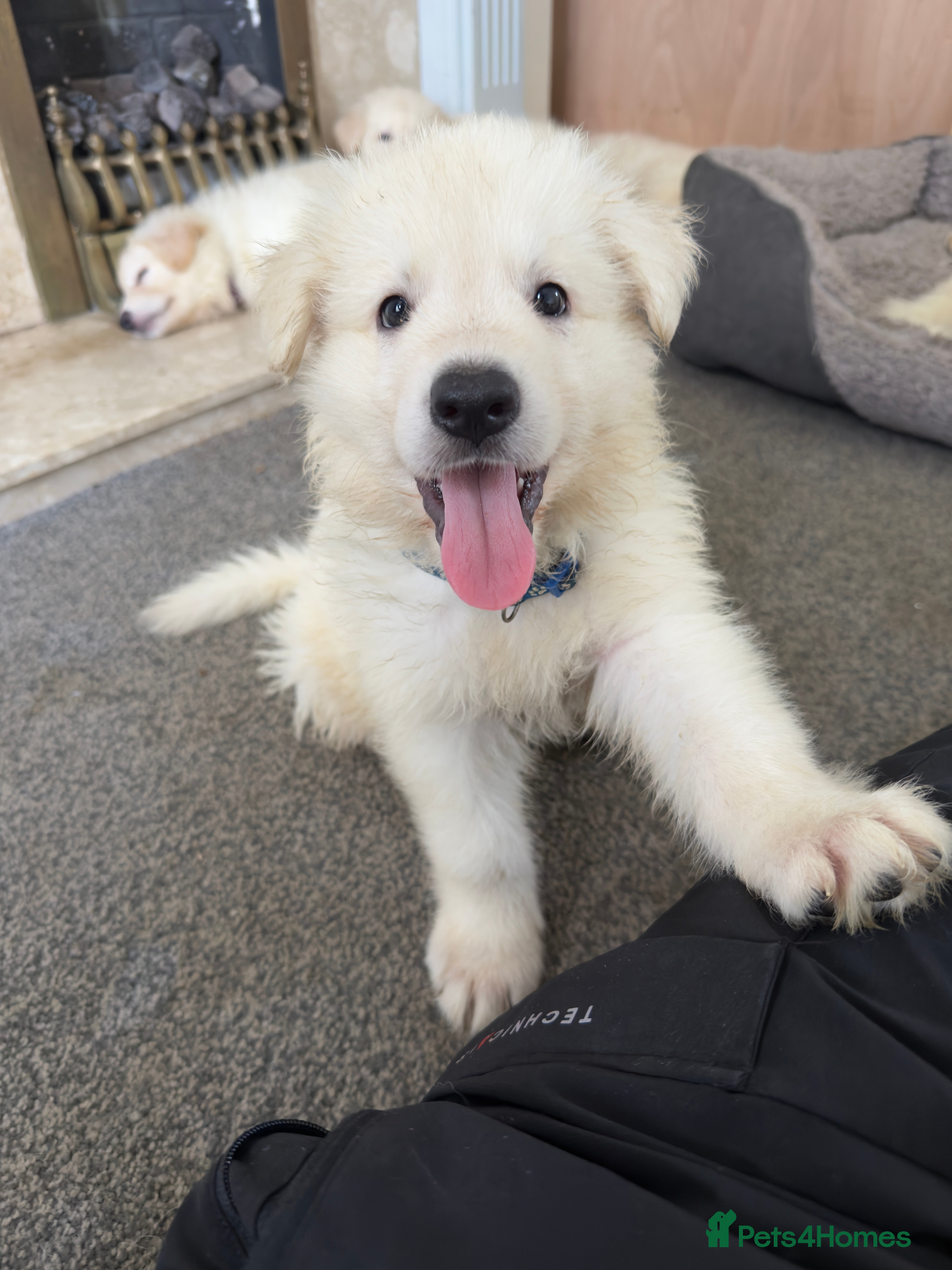 White Swiss Shepherd dogs Swiss white shepherds puppies  - Advert 2