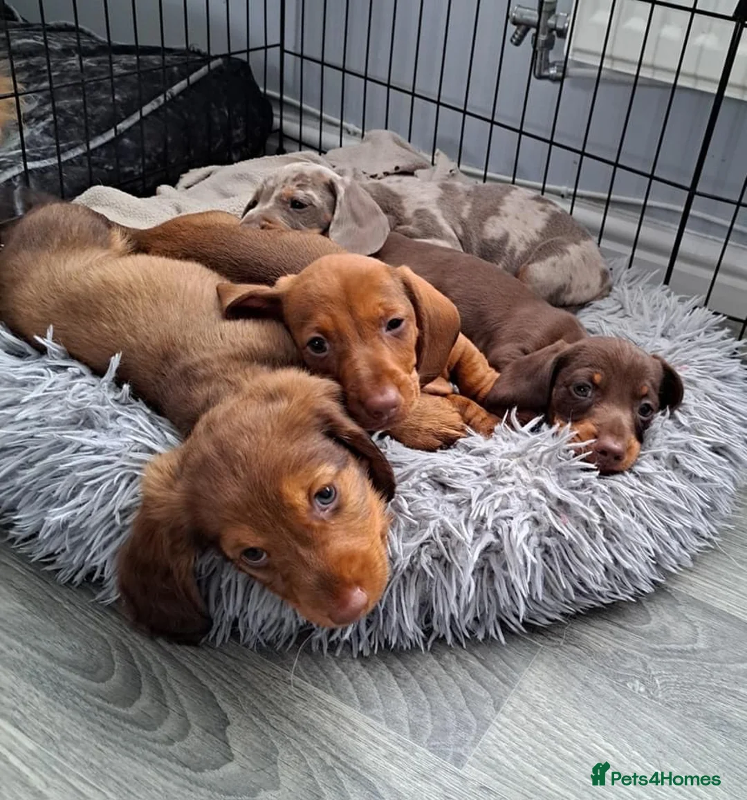 Miniature Dachshund dogs for stud: miniature dachshund stud  in Pontypridd - Advert 15