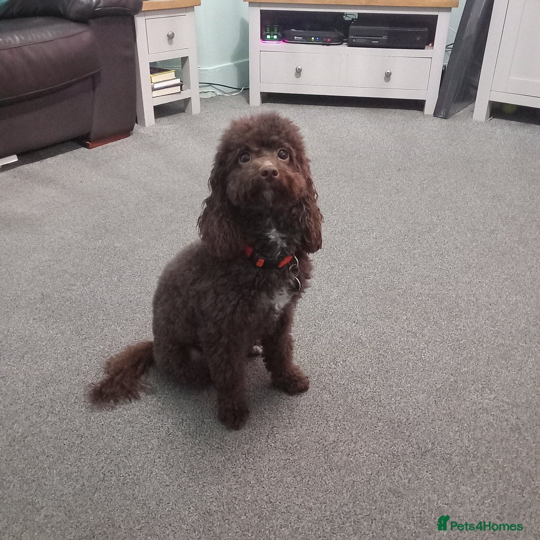 Cockapoo dogs for sale: cockapoo puppies  - Advert 8