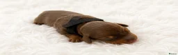 Miniature Dachshund dogs for sale: Adorable Miniature Dachshund Puppies for sale. - Advert 4