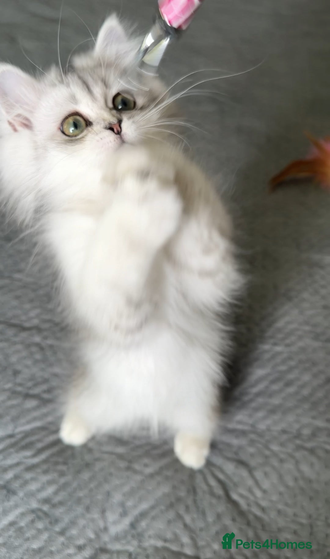 Persian cats for sale: Persian Chinchilla Kittens ready for Loving Homes! - Image 19