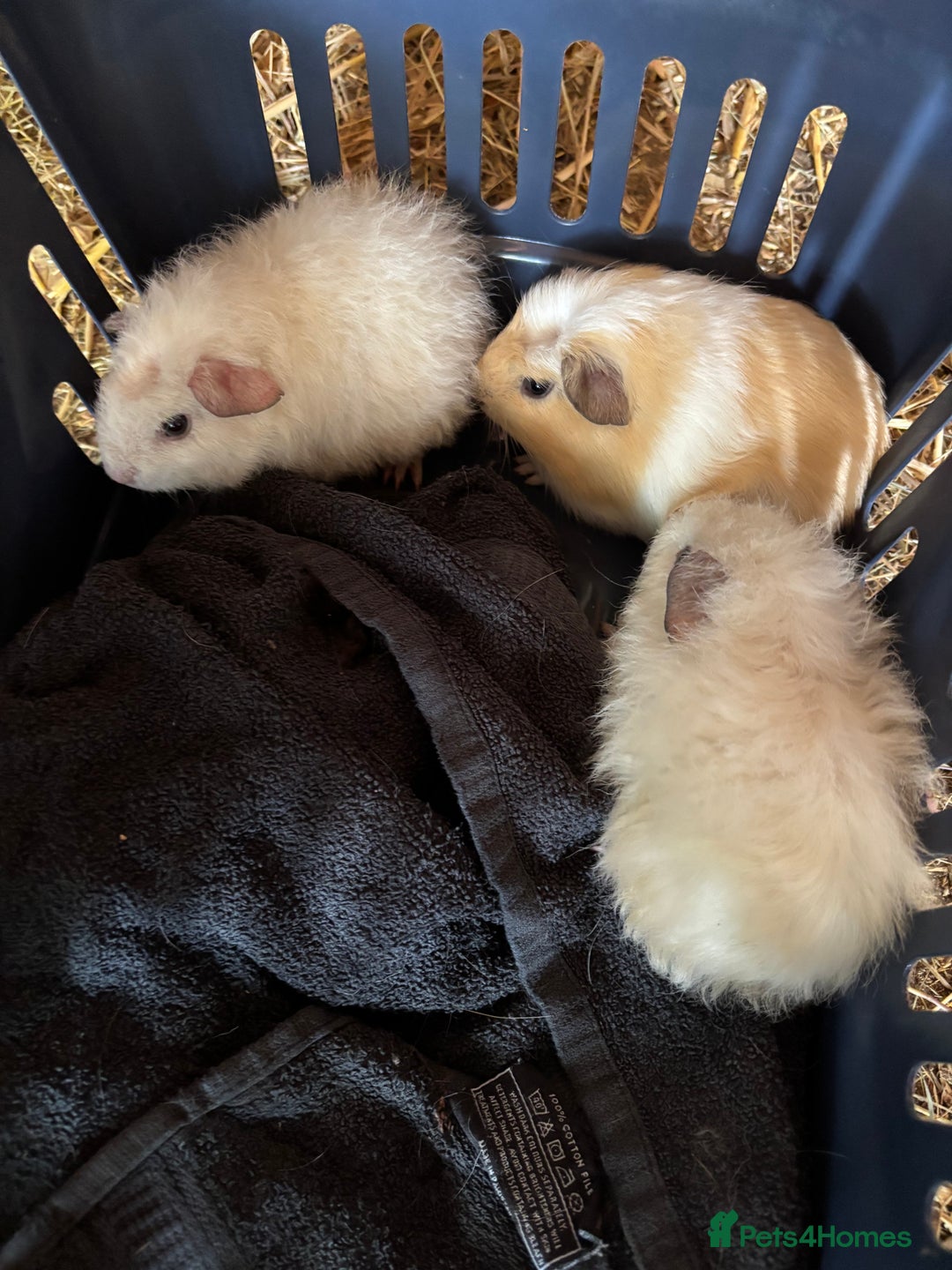 Guinea Pig rodents for sale: 2 boars sheltie cross ready now - Advert 1