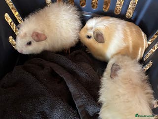 Guinea Pig rodents 2 boars sheltie cross ready now - Advert 1