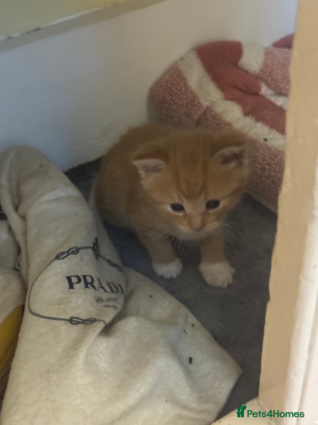 Domestic Shorthair cats for sale: Ginger & white kittens - Image 7