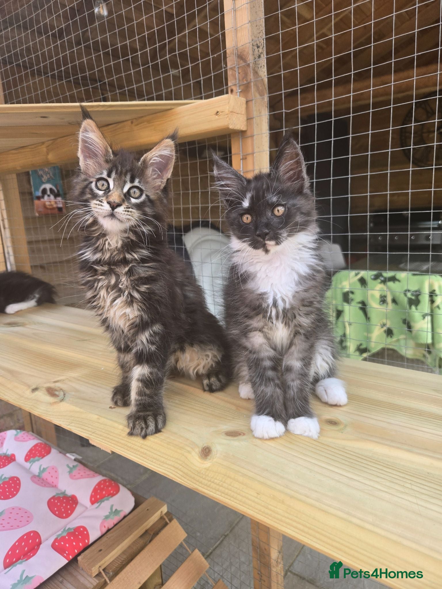 Maine Coon cats GCCF Registered Maine Coon Kittens  - Advert 3