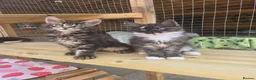 Maine Coon cats for sale: GCCF Registered Maine Coon Kittens  - Advert 5
