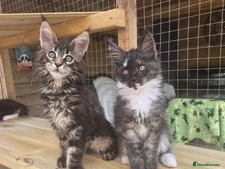 Maine Coon cats GCCF Registered Maine Coon Kittens - Advert 3