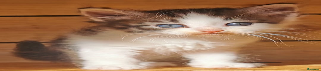Siberian Kitten 2