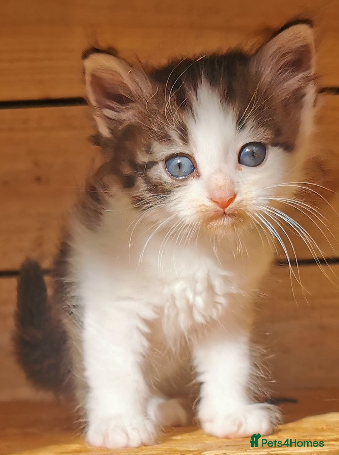 Siberian cats for sale:  Registered Calico Siberian kittens  - Image 14