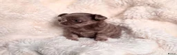 Chihuahua dogs for sale: Chihuahua Small  Longhair Lilac Girl  in Paisley - Advert 4