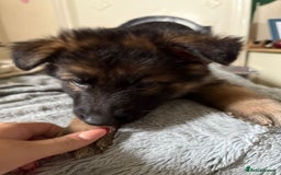 German Shepherd dogs for sale: 6 beautiful long haired German Shepards for sale! - Image 9