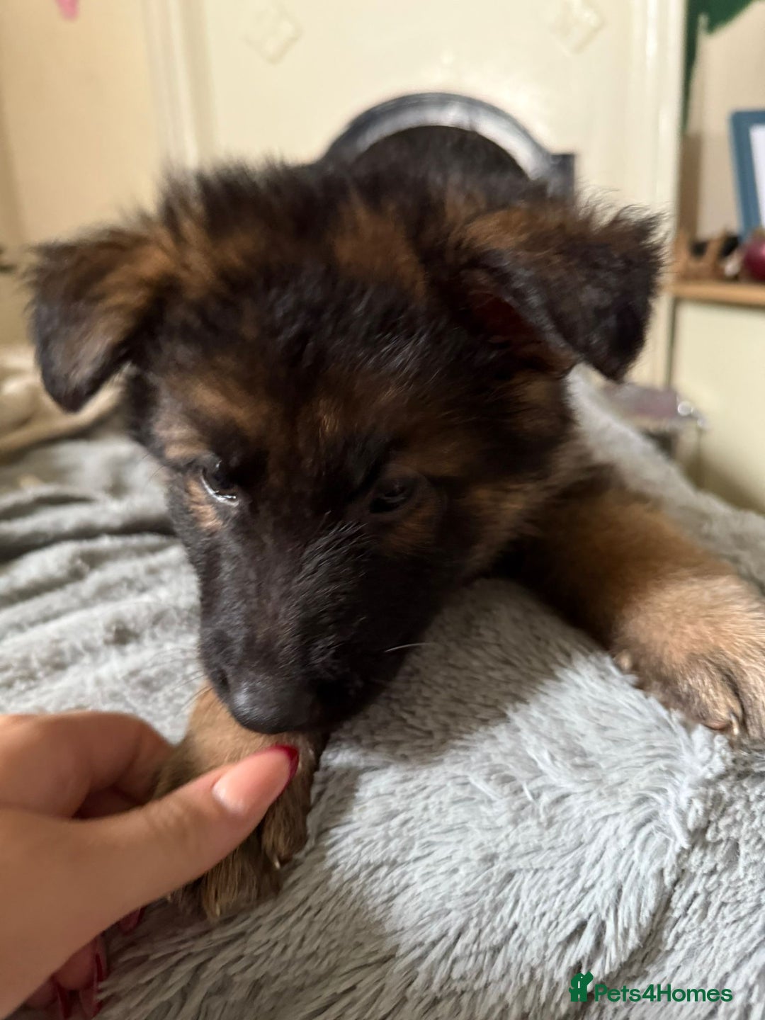 German Shepherd dogs for sale: 6 beautiful long haired German Shepards for sale! - Image 9
