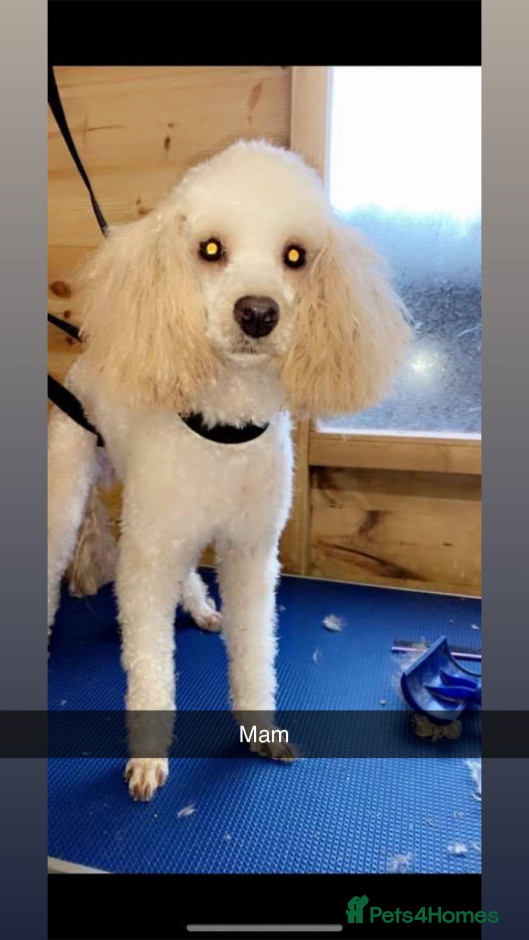 Miniature Poodle dogs for sale: Poodle puppies - Advert 17