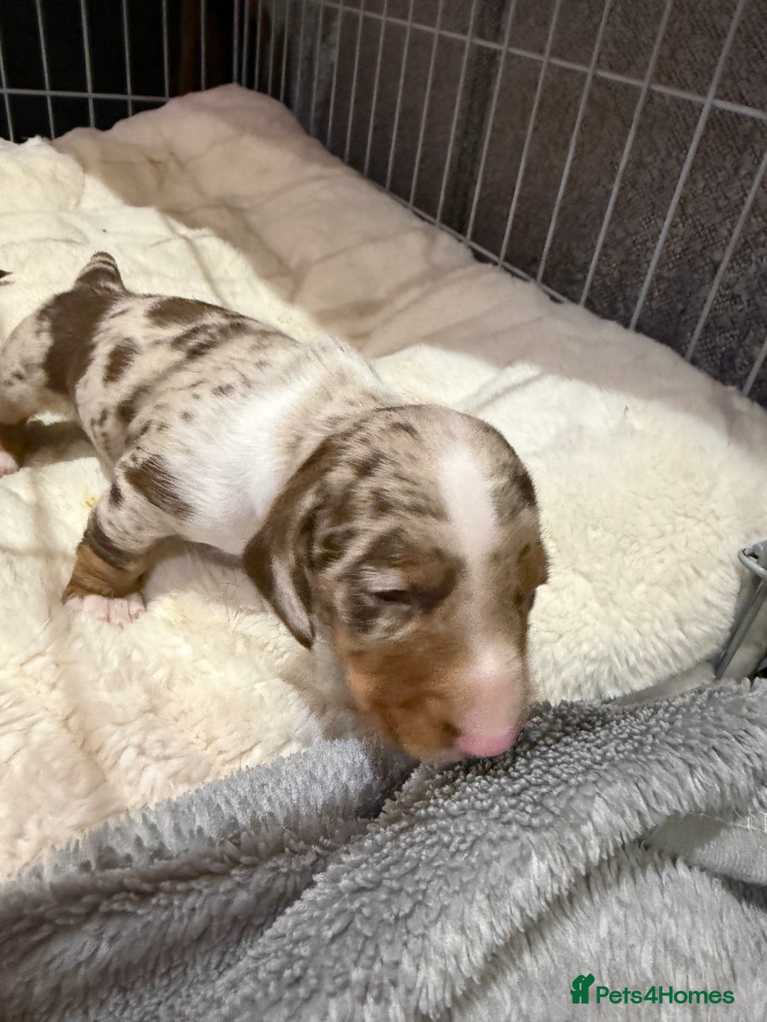 Miniature Dachshund dogs for sale: 🐾 5 Mini Dachshunds 4 dappled, 1 choc 🐾 - Advert 23