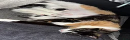 Turkish Van cats for sale: Beautiful Turkish van and calico kittens - Advert 1