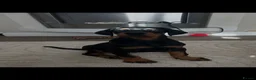 Dobermann dogs for sale: Kc registered Doberman pups top pedigrees  - Advert 10
