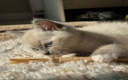 Ragdoll cats for sale: Male Ragdoll Mix - Image 3