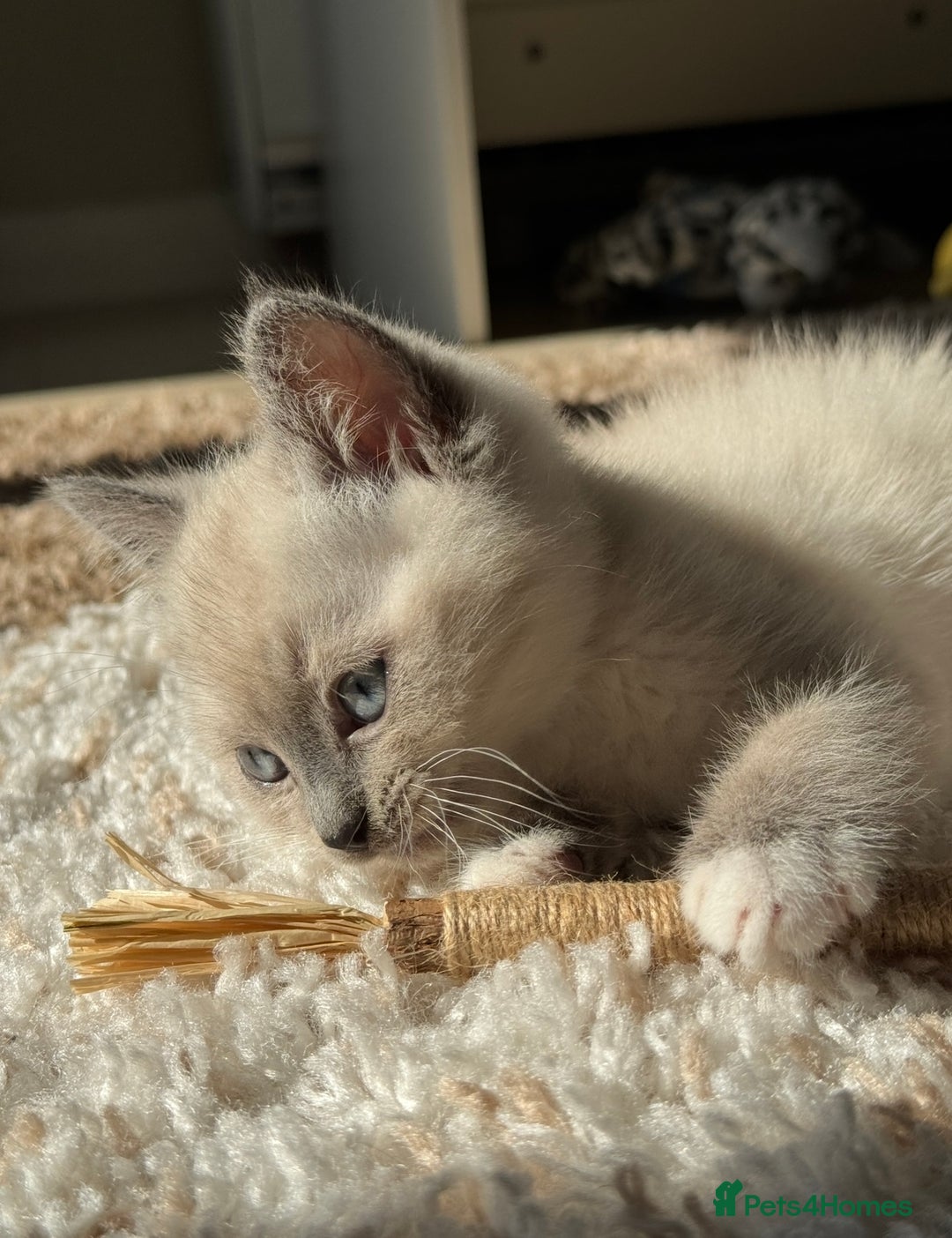 Ragdoll cats for sale: Male Ragdoll Mix - Image 3