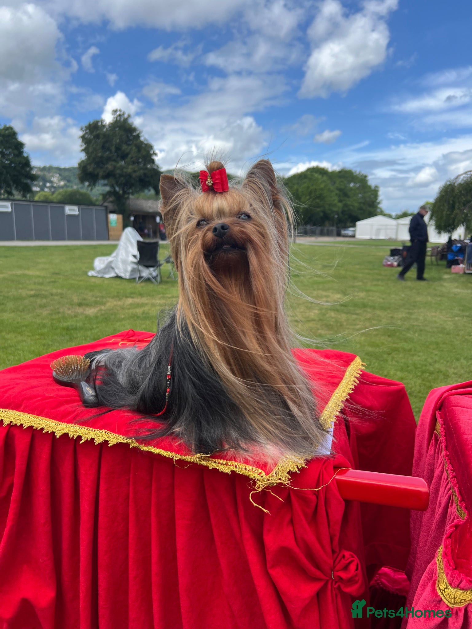 Yorkshire Terrier dogs KC REG UK Champion 🏆Yorkshire terrier for STUD - Advert 20