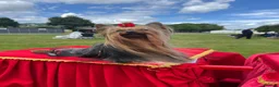 Yorkshire Terrier dogs for stud: KC REG UK Champion 🏆Yorkshire terrier for STUD - Advert 2