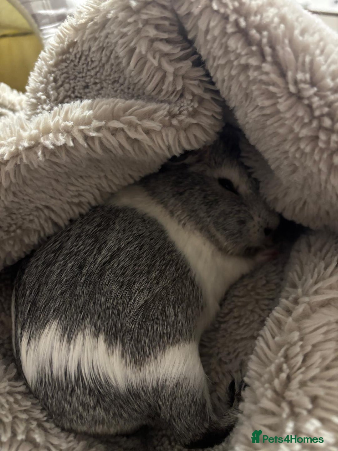 Guinea Pig rodents for sale: Gorgeous young guinea pigs  - Advert 4