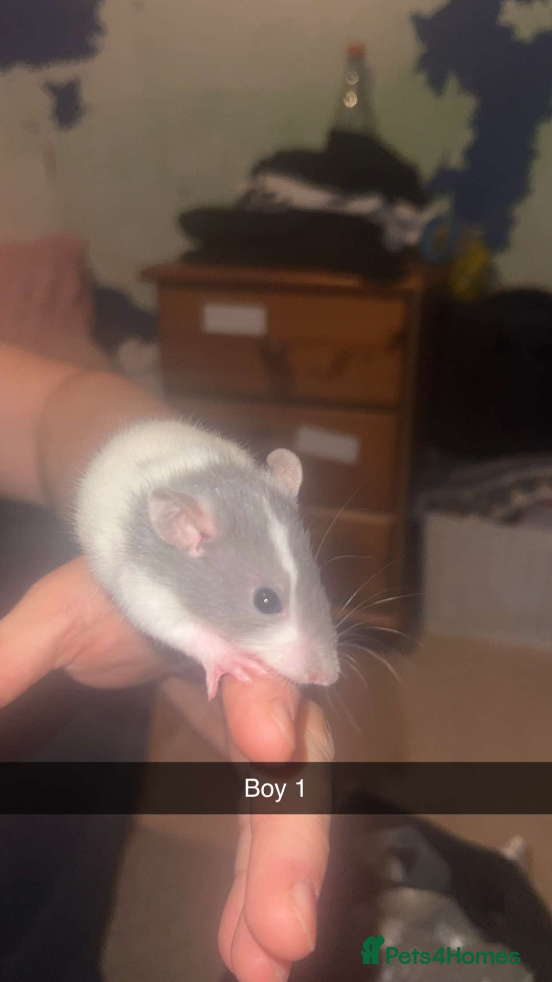 Rat rodents for sale: Rat pups - Image 3