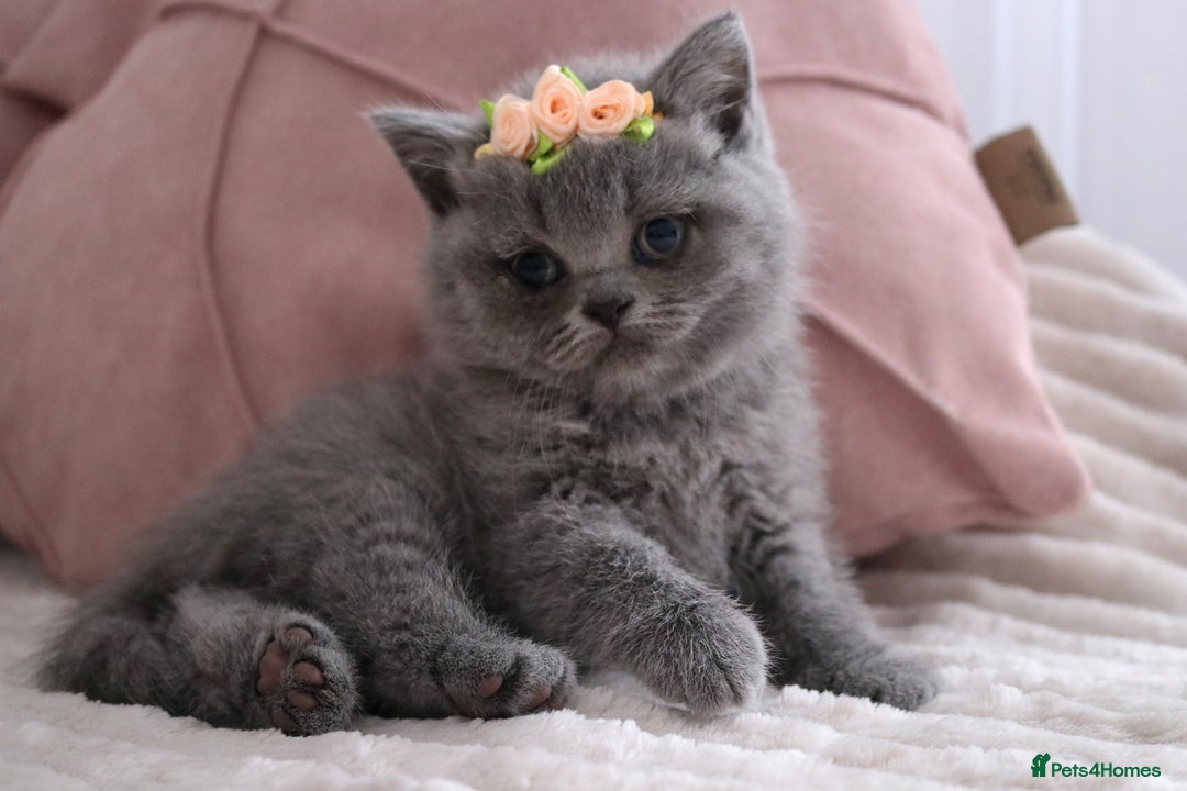 British Shorthair cats for sale: ❤️British Shorthair Kittens GCCF -Ready December  - Image 17