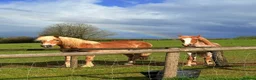 Haflinger horses for sale: Gorgeous yearling filly for sale  - Advert 7