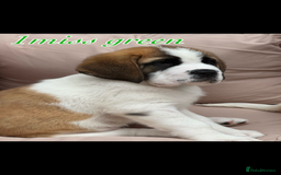 Saint Bernard dogs for sale: My bubba’s - Image 3