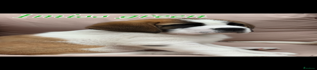 Saint Bernard Puppy 1 Green collar