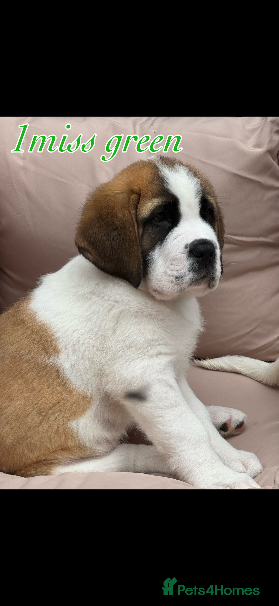 Saint Bernard dogs for sale: My bubba’s - Image 3