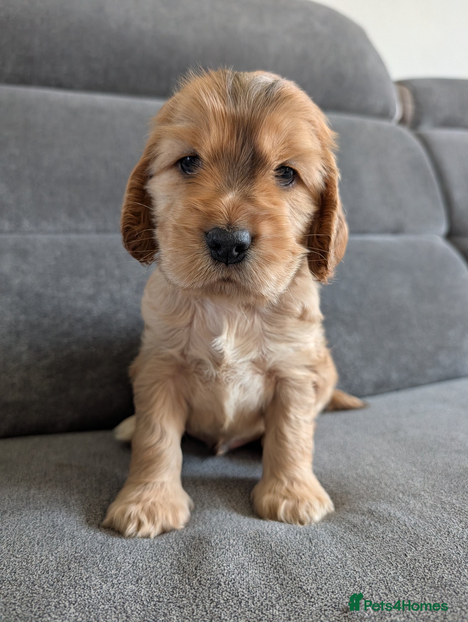 Cocker Spaniel dogs LAST KC Reg Show Type Cocker Spaniel Puppies DNA  - Advert 18