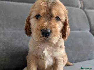 Cocker Spaniel dogs LAST KC Reg Show Type Cocker Spaniel Puppies DNA - Advert 18