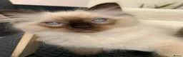 Ragdoll cats for sale: CHAMPION BLOODLINE RAGDOLL KITTENS 🥇🏅 - Advert 7