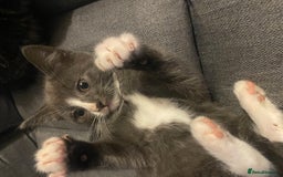 Domestic Shorthair cats for sale: 5 beautiful kittens  - Image 10