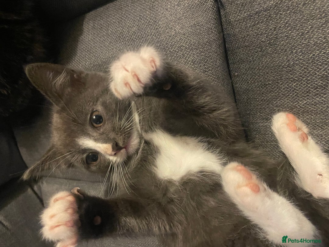 Domestic Shorthair cats for sale: 5 beautiful kittens  - Image 10