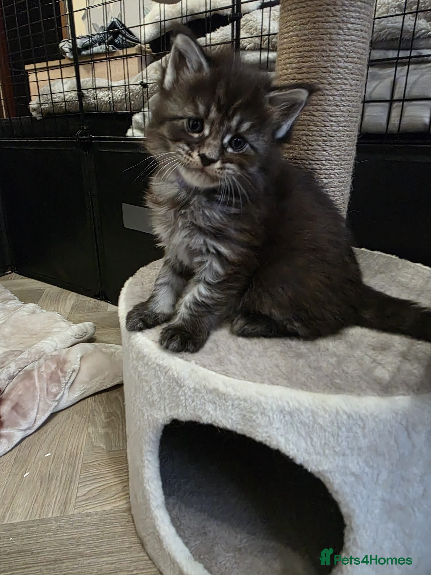 Maine Coon cats Maine Coon Registered TICA - Advert 2