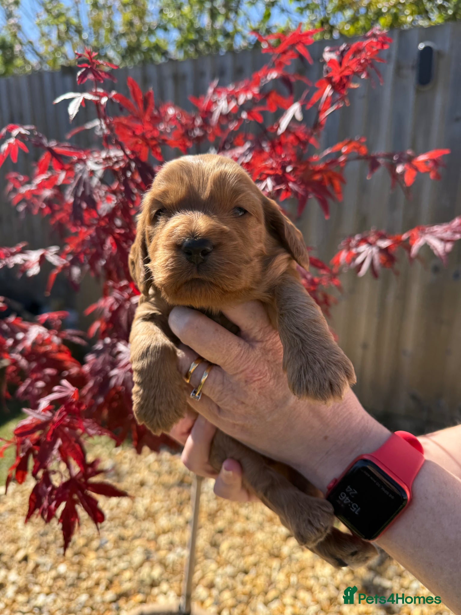 Cockapoo dogs F1 show line cockapoo puppies - Advert 6