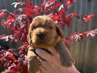 Cockapoo dogs F1 show line cockapoo puppies - Advert 6