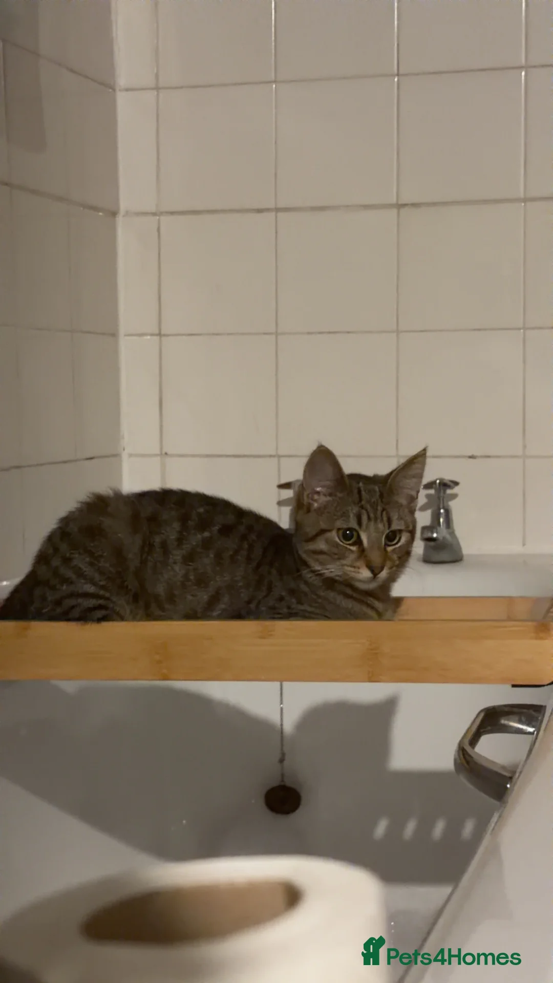 Domestic Shorthair cats for sale: 2 female cats (For Free) - Advert 3
