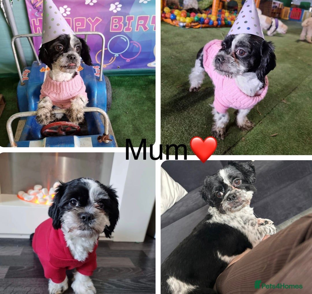 Shihpoo dogs for sale: Gorgeous Toy Shihpoo puppies - Image 25