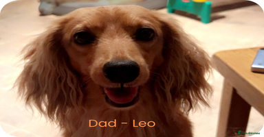 Miniature Dachshund dogs - Advert 1