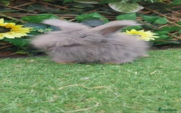 Angora rabbits for sale: Beautiful Angoras Ready Now  - Image 4