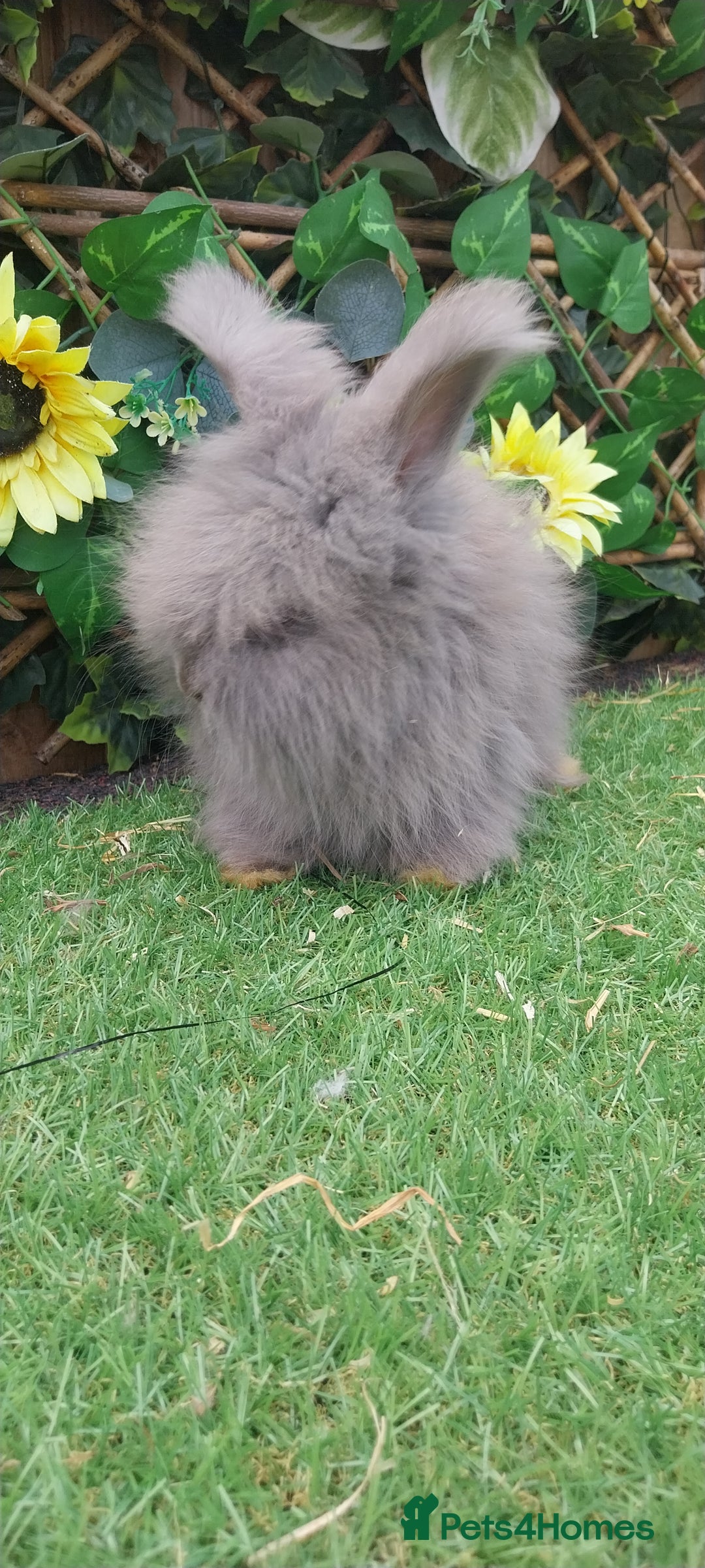 Angora rabbits for sale: Beautiful Angoras Ready Now  - Image 4