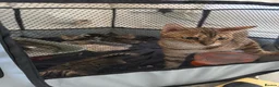 Bengal cats for sale: Bengal / Norwegian forest - Advert 11