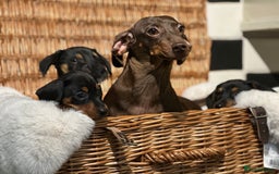 Mixed Breed dogs for sale: Stunning daxijacks ready now  - Image 17