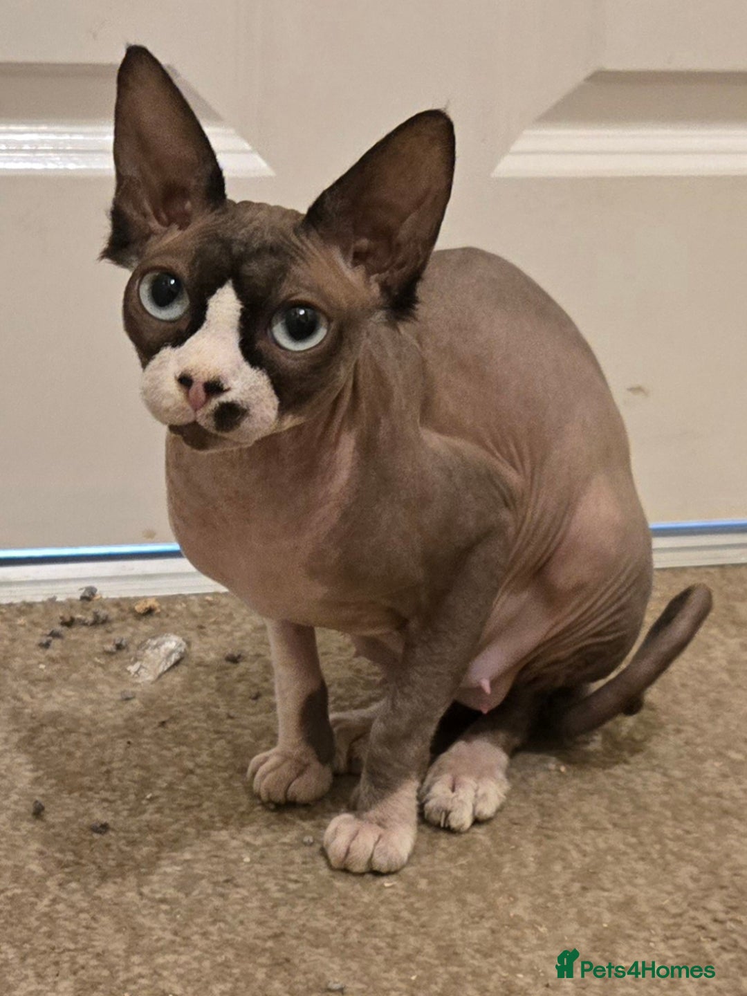 Mixed Breed cats for sale: Mixed breed male kittens  - Image 6